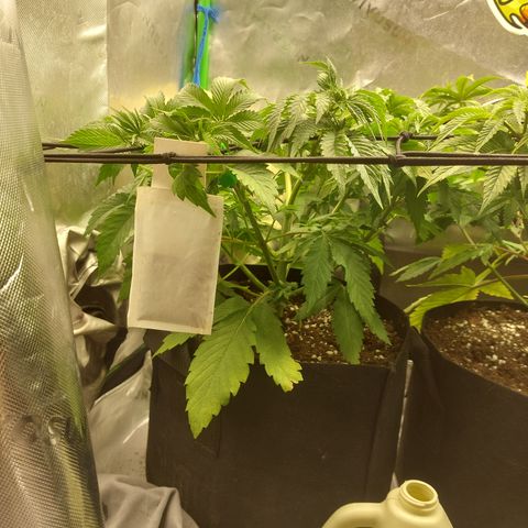 Forbidden Fruit Punch #1 growlog timeline photo