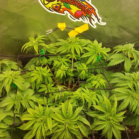 Melonade Runtz growlog timeline photo