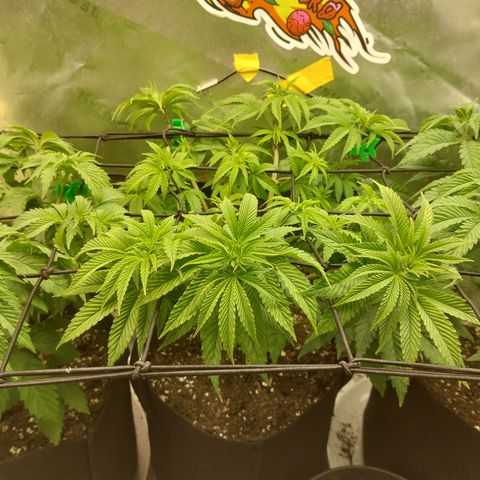 Melonade Runtz growlog timeline photo