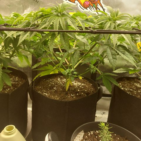 Melonade Runtz growlog timeline photo