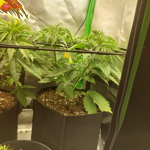 Forbidden Fruit Punch #2 growlog timeline photo