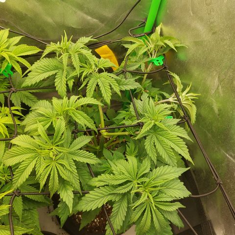 Forbidden Fruit Punch #2 growlog timeline photo