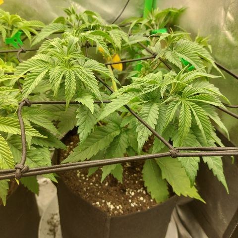 Forbidden Fruit Punch #2 growlog timeline photo