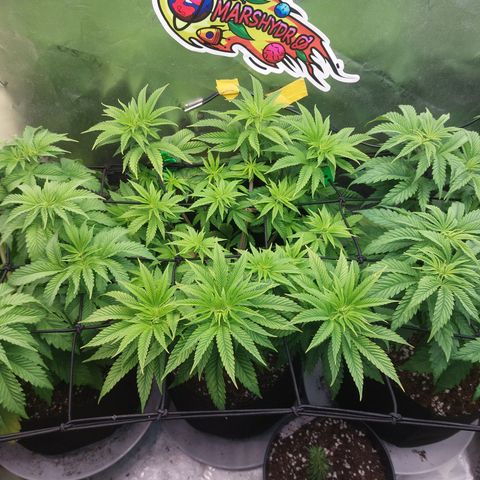 Melonade Runtz growlog timeline photo