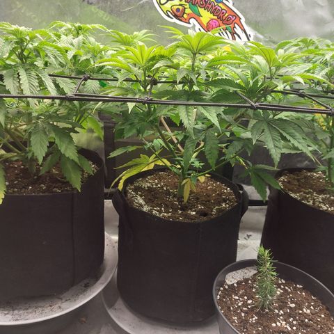 Melonade Runtz growlog timeline photo