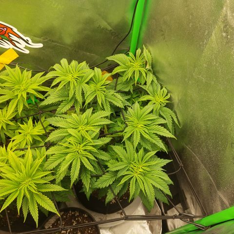 Forbidden Fruit Punch #2 growlog timeline photo