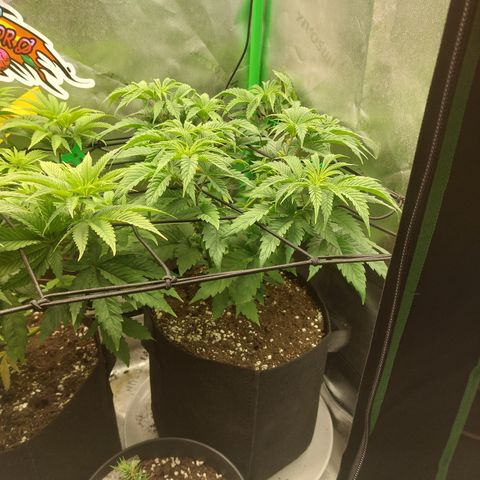 Forbidden Fruit Punch #2 growlog timeline photo