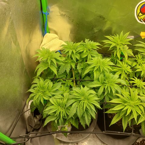 Forbidden Fruit Punch #1 growlog timeline photo