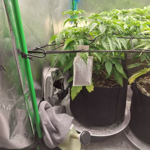 Forbidden Fruit Punch #1 growlog timeline photo