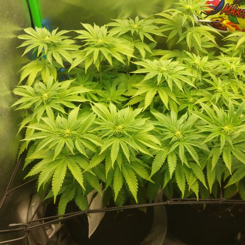 Forbidden Fruit Punch #1 growlog timeline photo