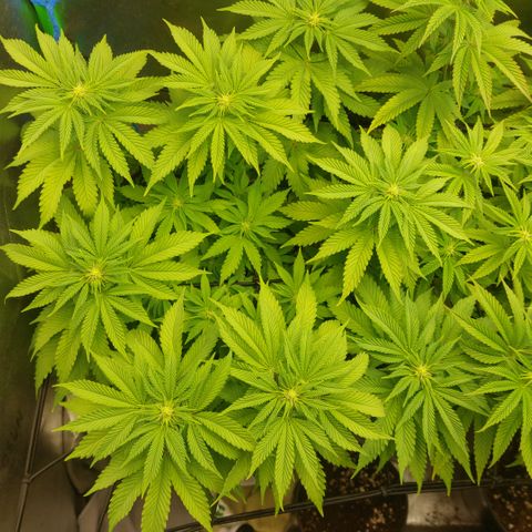 Forbidden Fruit Punch #1 growlog timeline photo