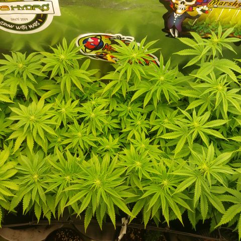 Melonade Runtz growlog timeline photo