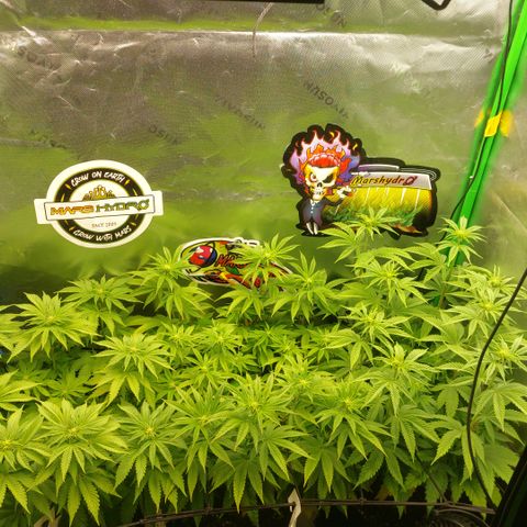 Forbidden Fruit Punch #2 growlog timeline photo