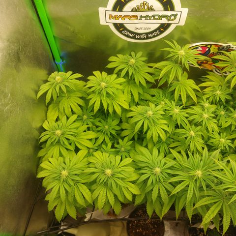 Forbidden Fruit Punch #1 growlog timeline photo