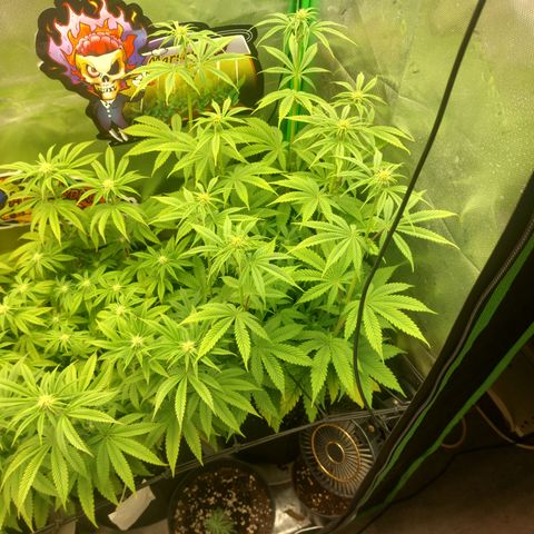 Forbidden Fruit Punch #2 growlog timeline photo