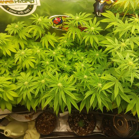 Melonade Runtz growlog timeline photo