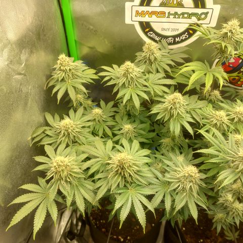 Forbidden Fruit Punch #1 growlog timeline photo
