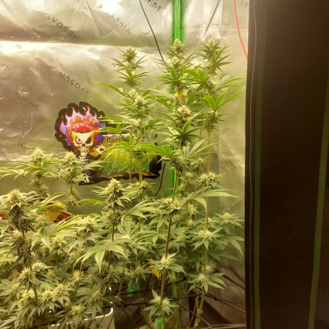 Forbidden Fruit Punch #2 growlog timeline photo