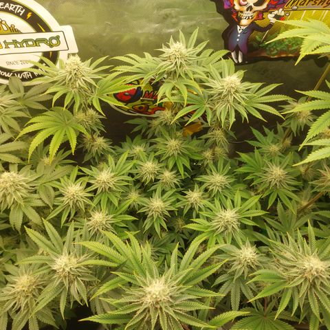 Melonade Runtz growlog timeline photo