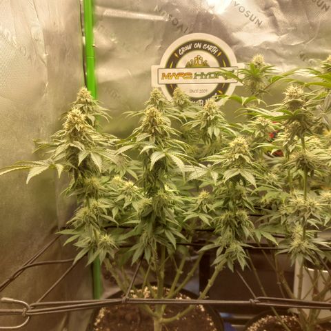 Forbidden Fruit Punch #1 growlog timeline photo