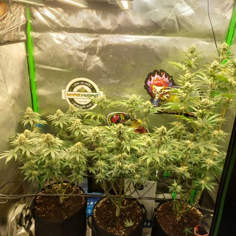 Forbidden Fruit Punch #2 growlog timeline photo