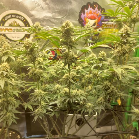 Melonade Runtz growlog timeline photo