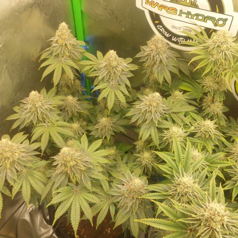 Forbidden Fruit Punch #1 growlog timeline photo