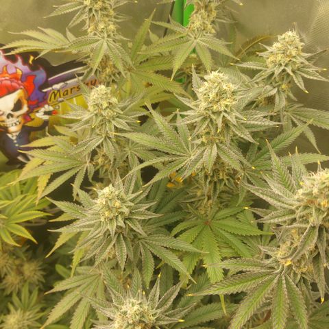 Forbidden Fruit Punch #2 growlog timeline photo