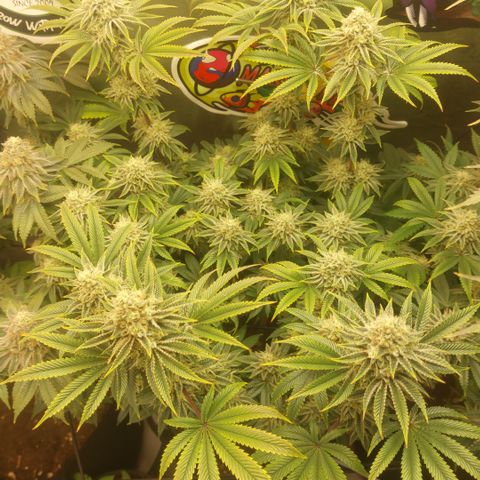 Melonade Runtz growlog timeline photo