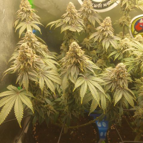 Forbidden Fruit Punch #1 growlog timeline photo