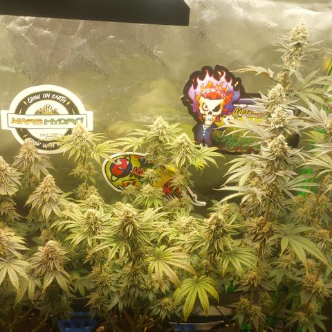 Forbidden Fruit Punch #1 growlog timeline photo