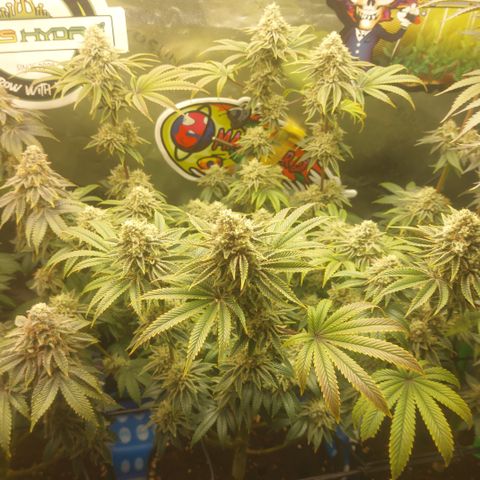 Melonade Runtz growlog timeline photo