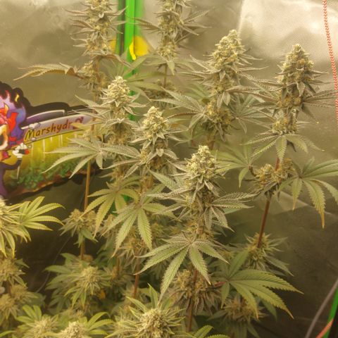 Forbidden Fruit Punch #2 growlog timeline photo