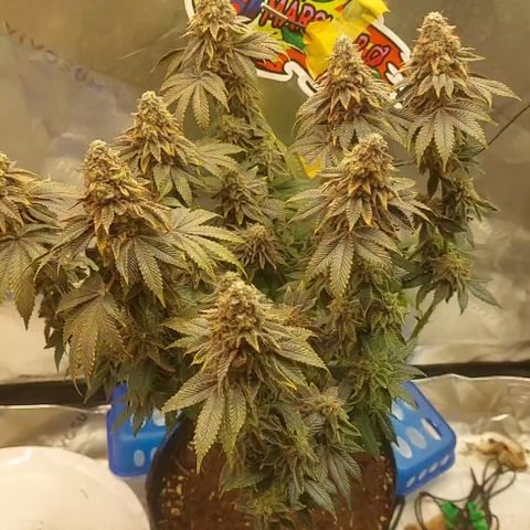 Forbidden Fruit Punch #1 growlog timeline photo