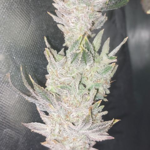Forbidden Fruit Punch #1 growlog timeline photo
