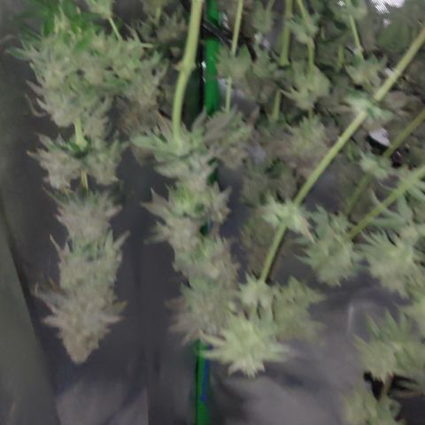 Forbidden Fruit Punch #2 growlog timeline photo