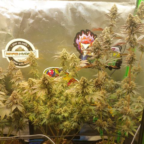 Forbidden Fruit Punch #2 growlog timeline photo