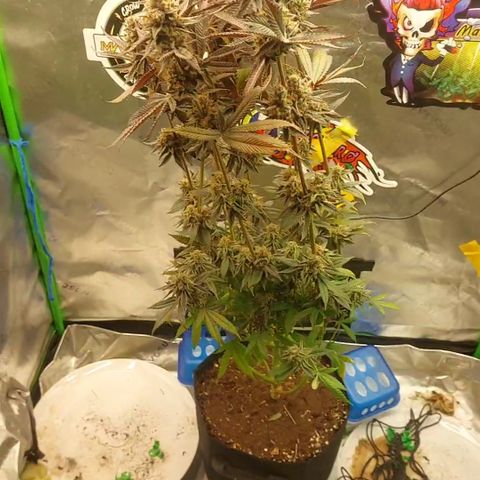 Forbidden Fruit Punch #2 growlog timeline photo