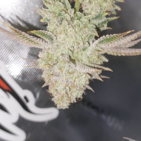 Melonade Runtz growlog timeline photo