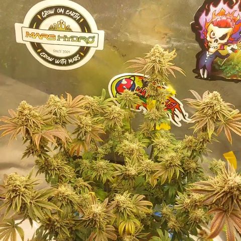 Melonade Runtz growlog timeline photo
