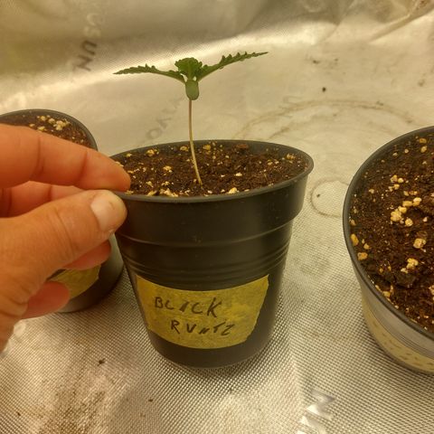 Black runtz  growlog timeline photo