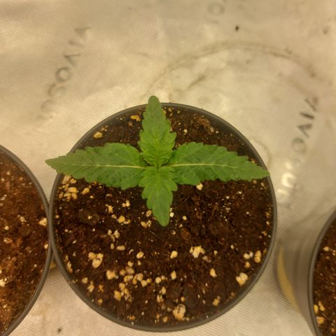 Black runtz  growlog timeline photo