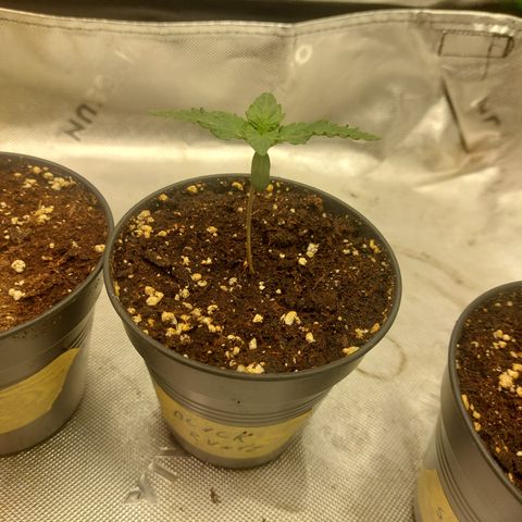 Black runtz  growlog timeline photo
