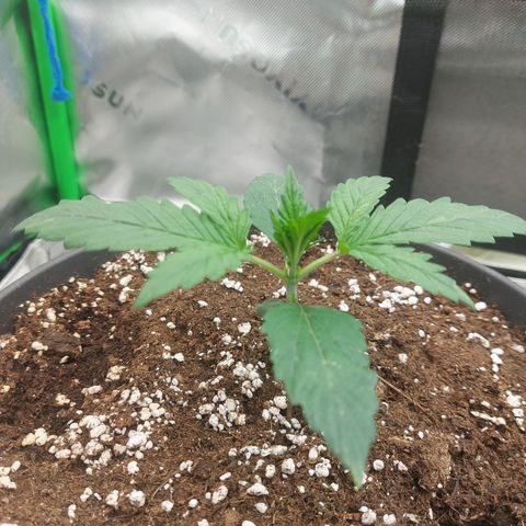 Chocolate Mint OG growlog timeline photo