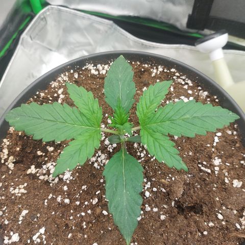 Chocolate Mint OG growlog timeline photo