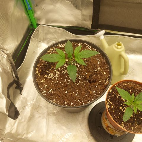 Chocolate Mint OG growlog timeline photo