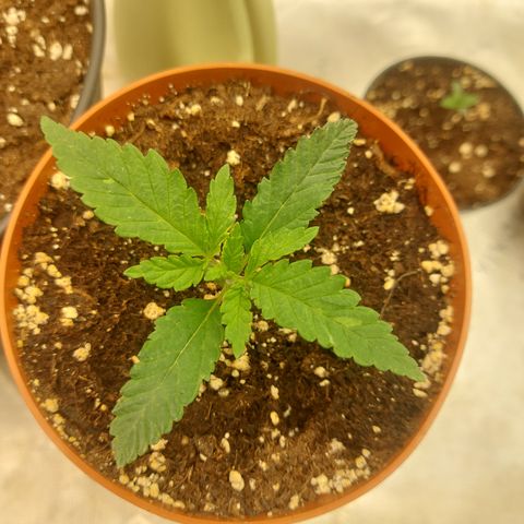Northern Lights automatic  growlog timeline photo