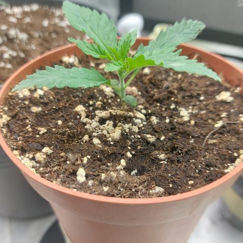Northern Lights automatic  growlog timeline photo
