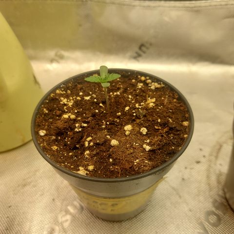 Super skunk  growlog timeline photo