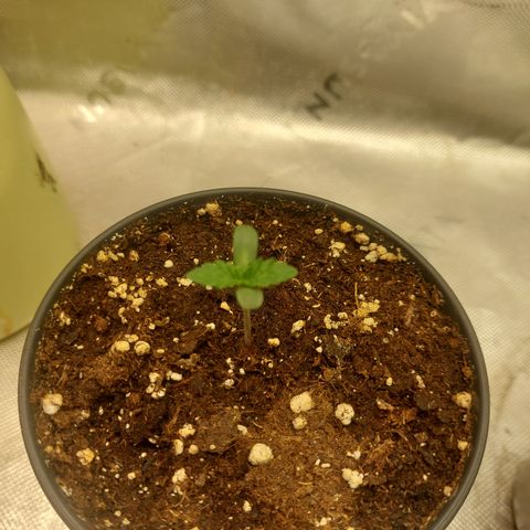 Super skunk  growlog timeline photo